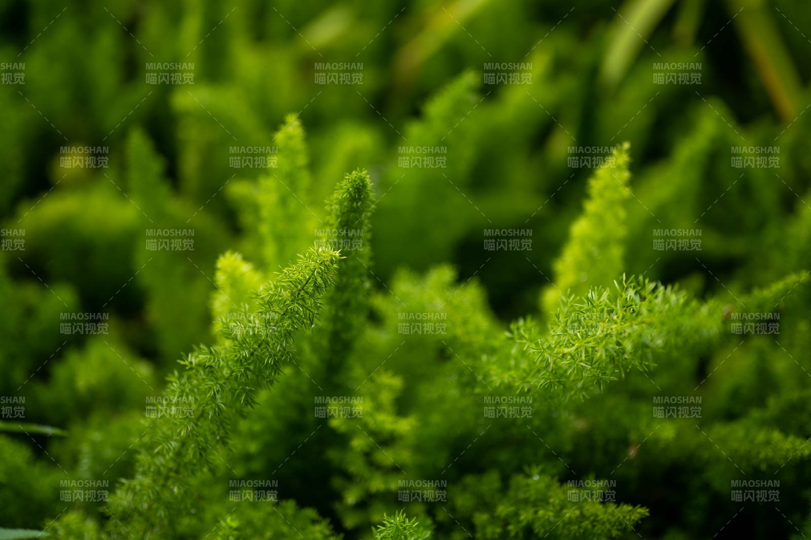 绿意盎然的植物特写图片