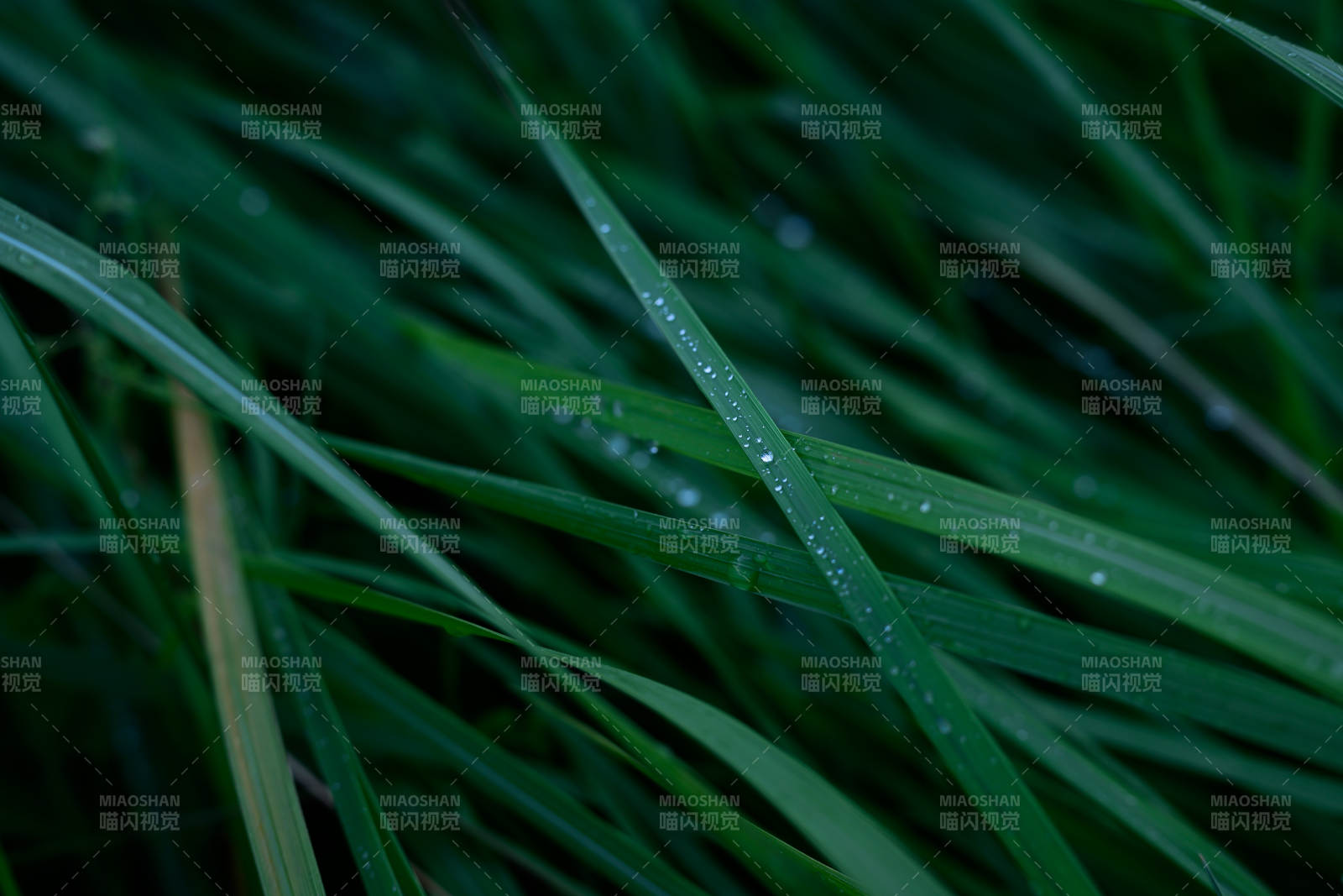 晨露滴草叶 绿意盎然图片