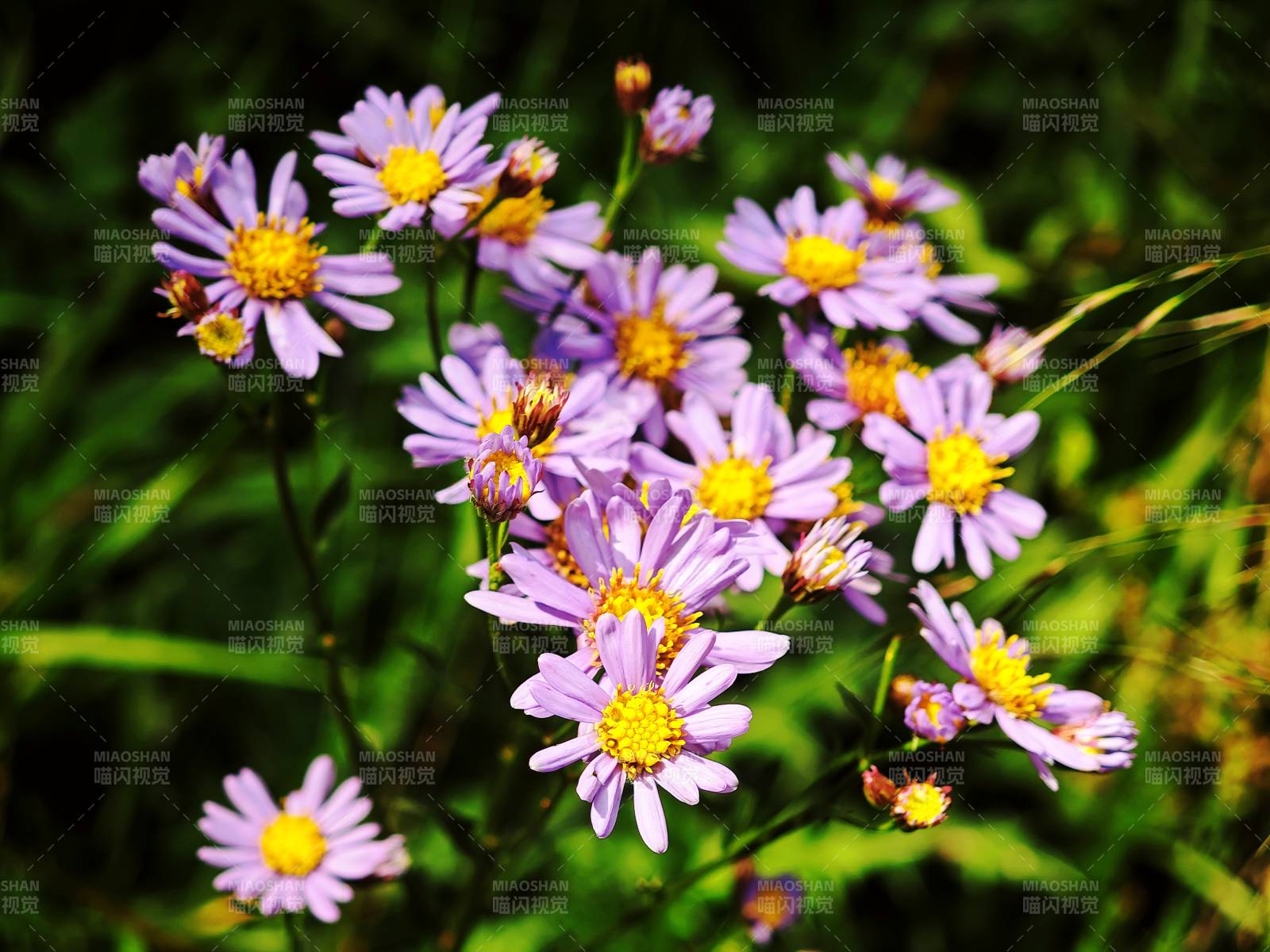 紫色野花绽放于绿丛中图片