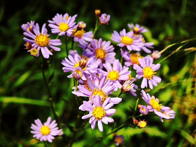 紫色野花绽放于绿丛中图片