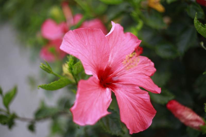 粉色芙蓉花绽放枝头图片