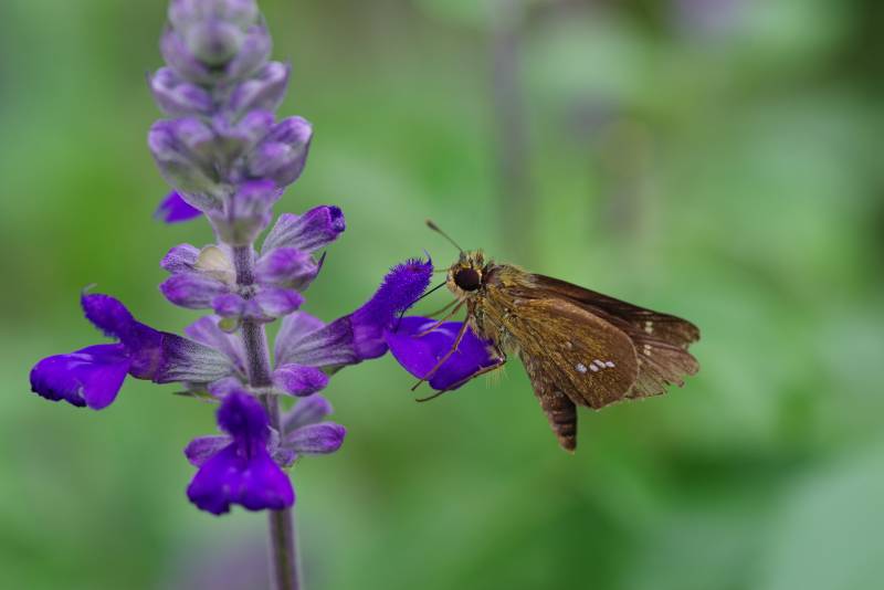 蝴蝶停驻紫色花上图片