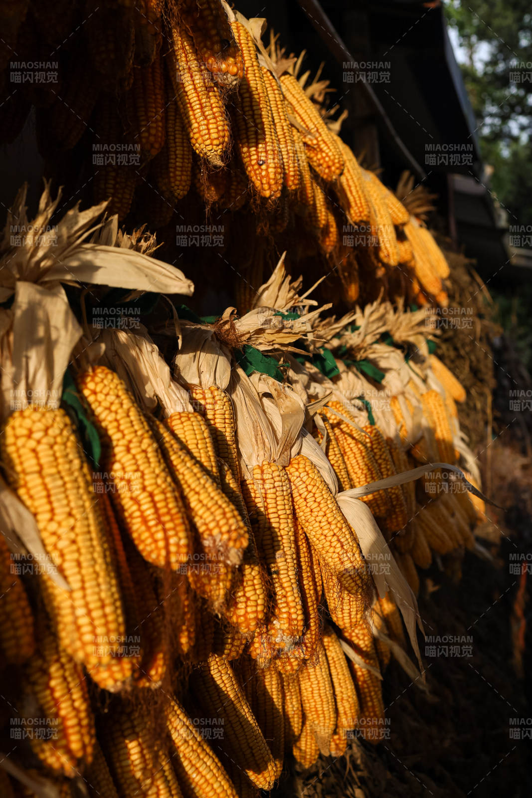 丰收的玉米串挂晾晒图片