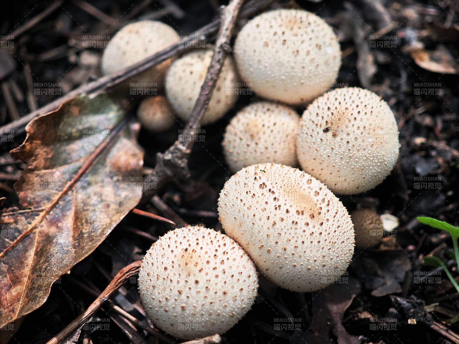 山间林地野生蘑菇马勃菌特写图片