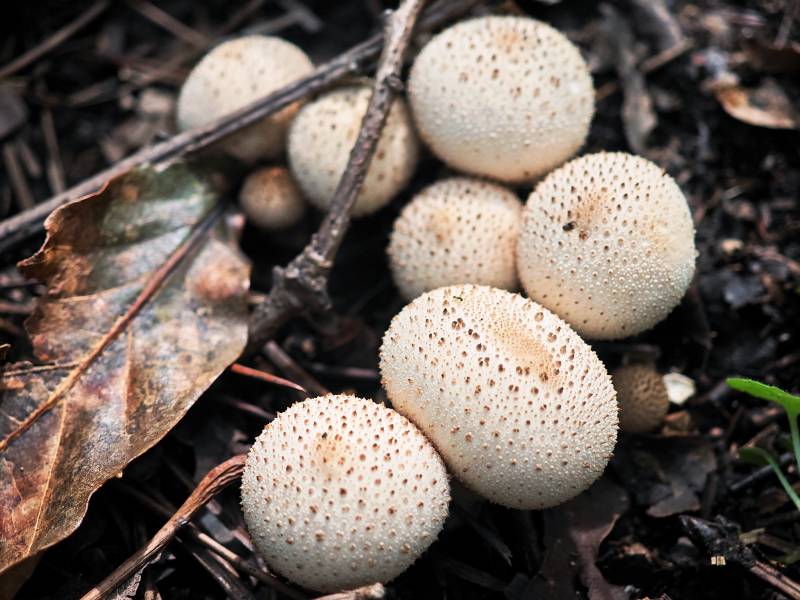 山间林地野生蘑菇马勃菌特写图片