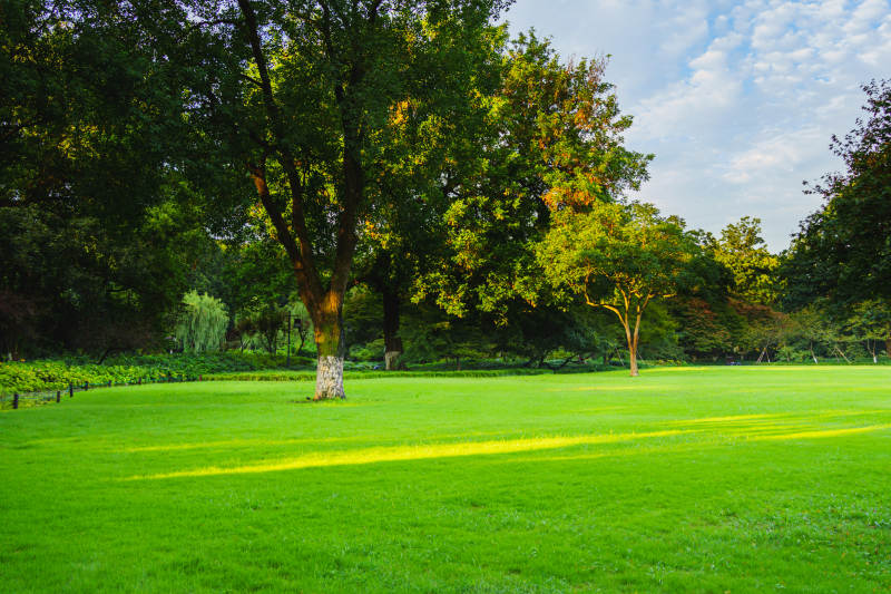 阳光下的绿茵草地图片