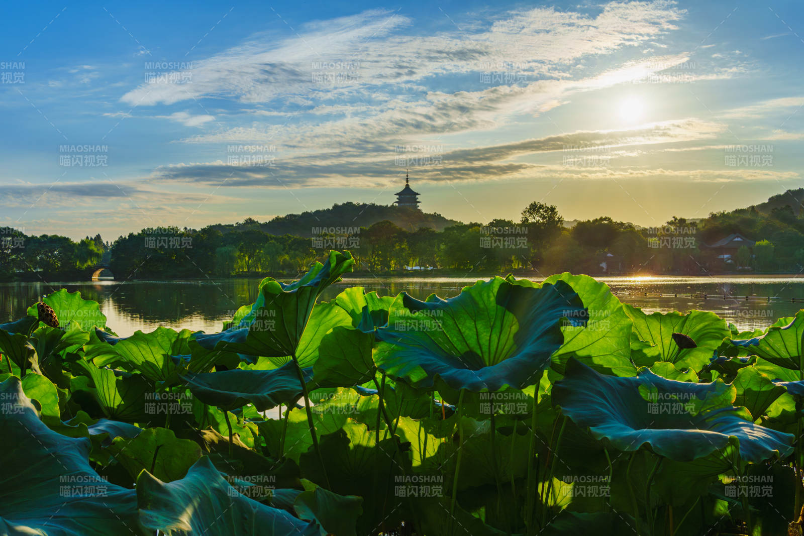 西湖日落 荷叶映辉图片