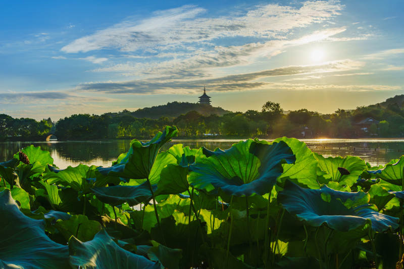 西湖日落 荷叶映辉图片