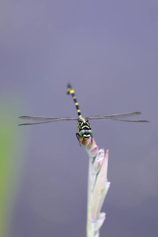 蜻蜓栖息于植物之上图片