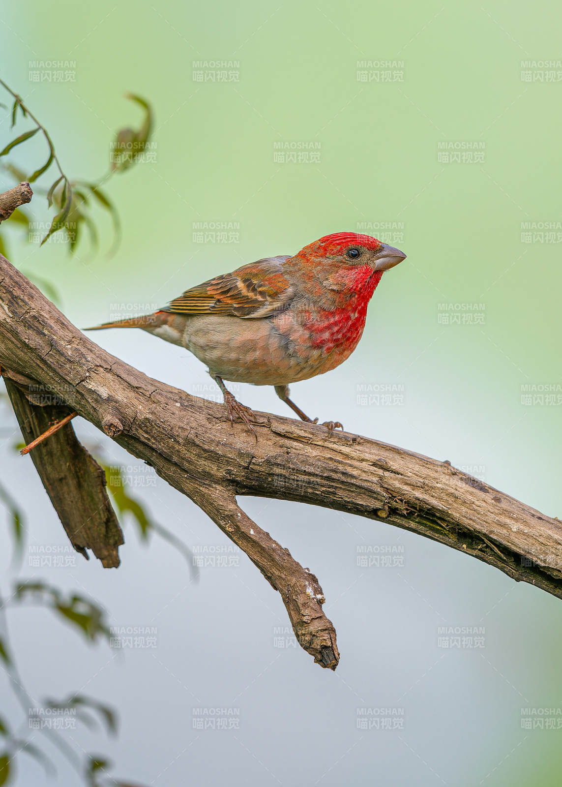 红头鸟栖息枝头图片