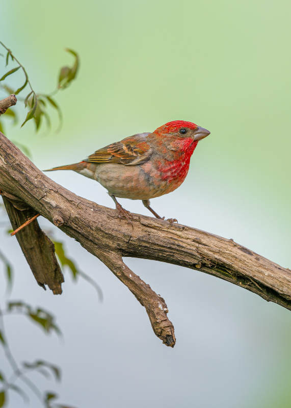 红头鸟栖息枝头图片