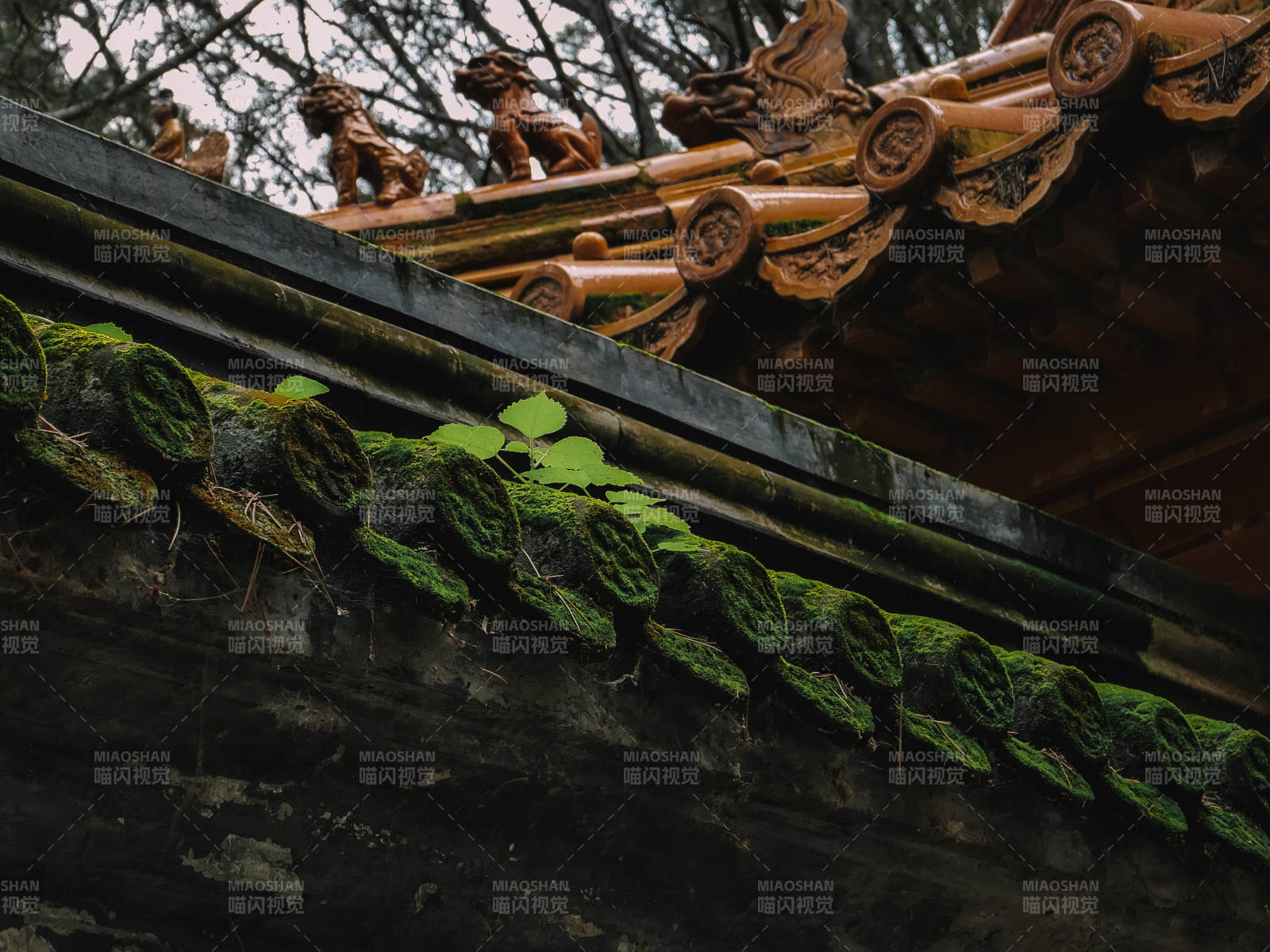 古建筑屋顶的青苔与雕塑图片