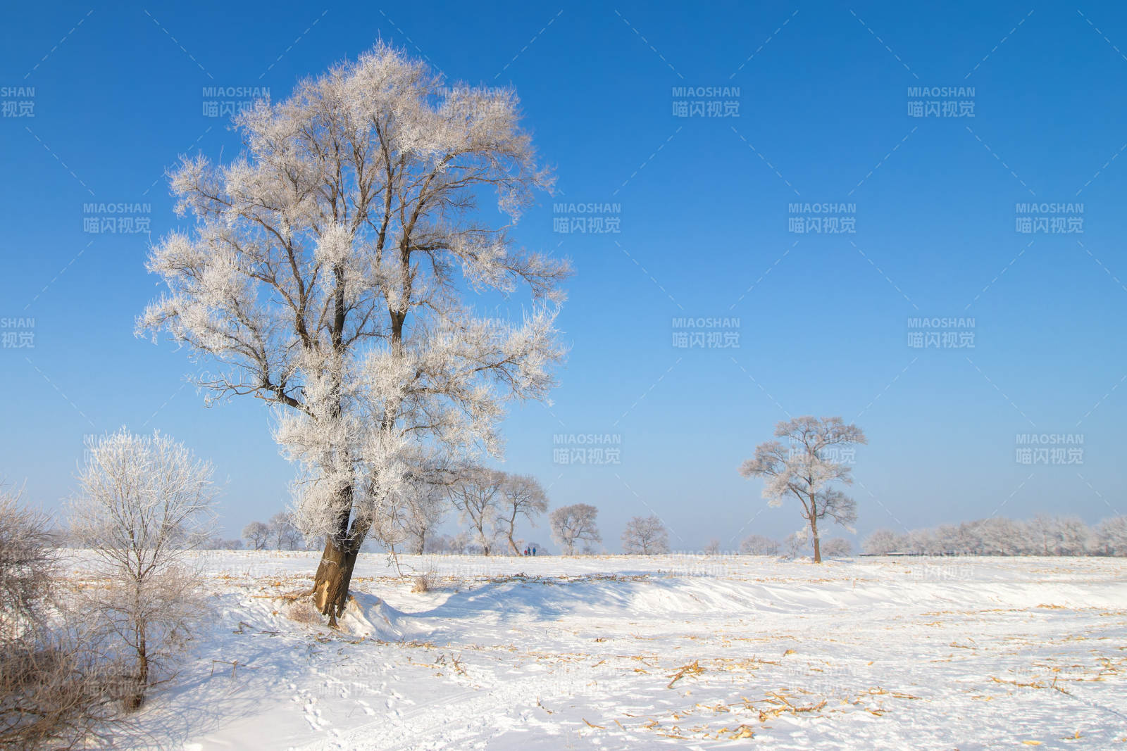 吉林市雾凇岛风光图片