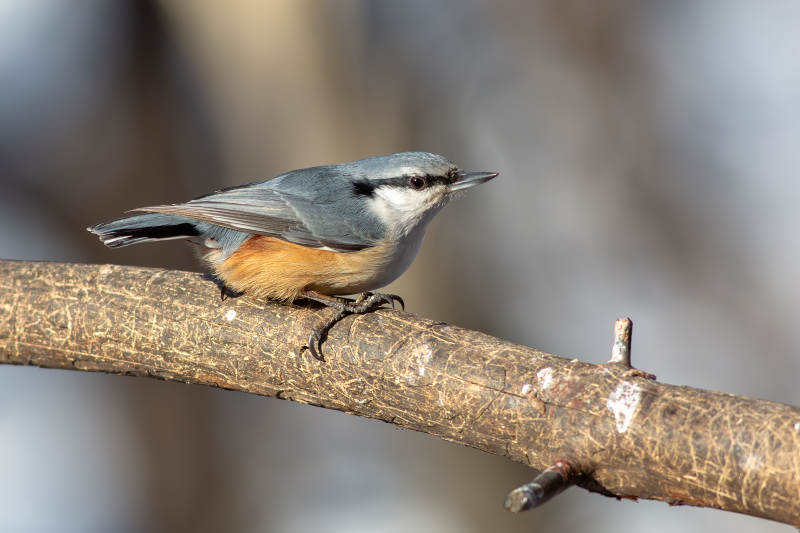 枝头上的小鸟图片