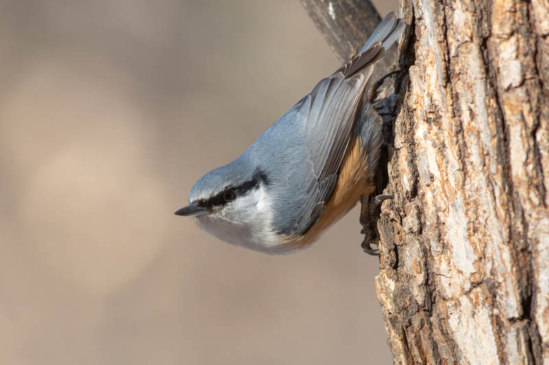 树干上的小鸟图片