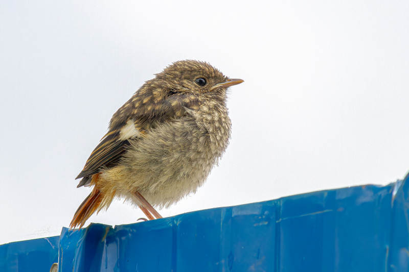 小鸟栖息蓝色屋顶上图片