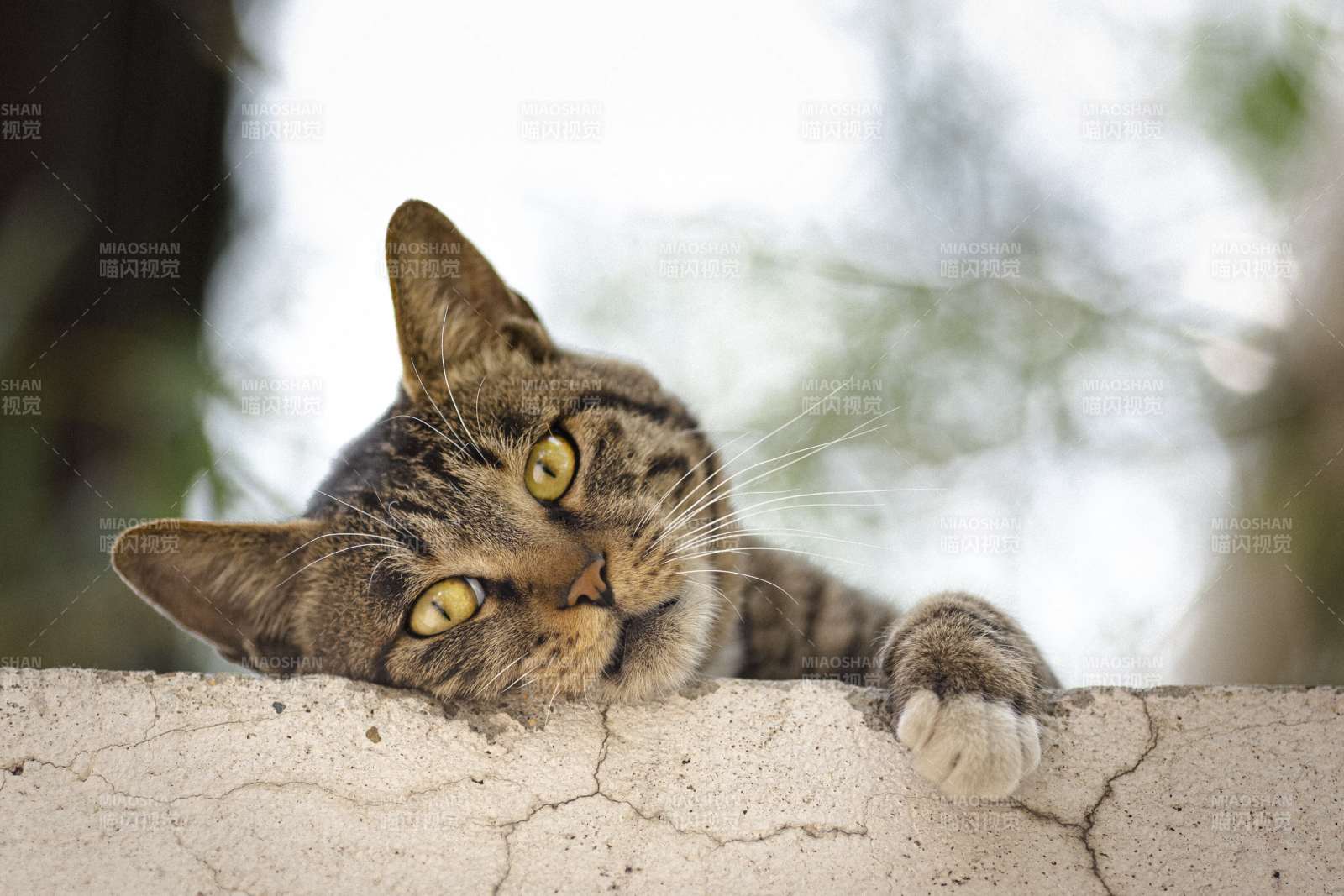 猫咪趴在墙头望远方图片