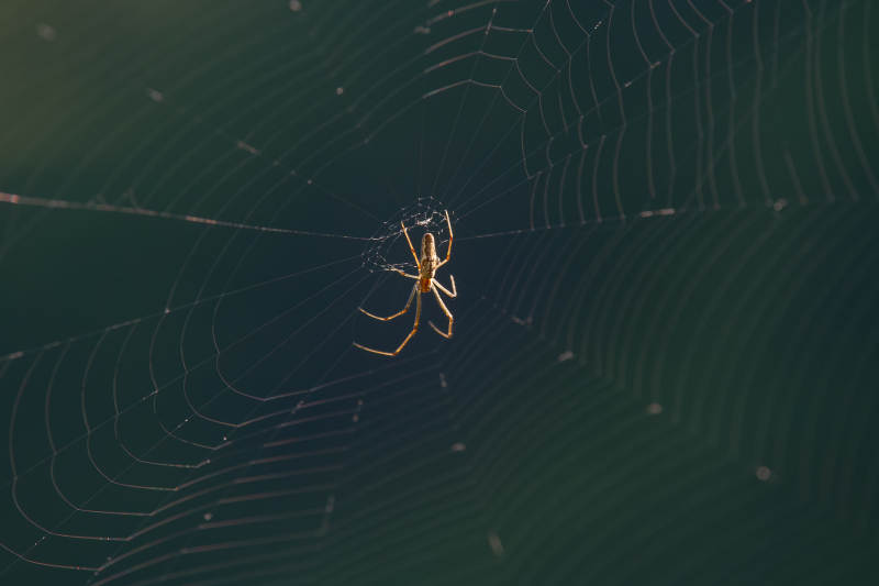 蜘蛛织网静待猎物图片