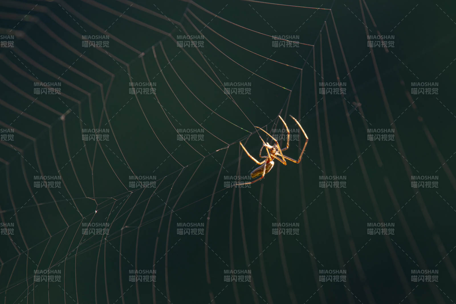 蛛网中的小蜘蛛图片