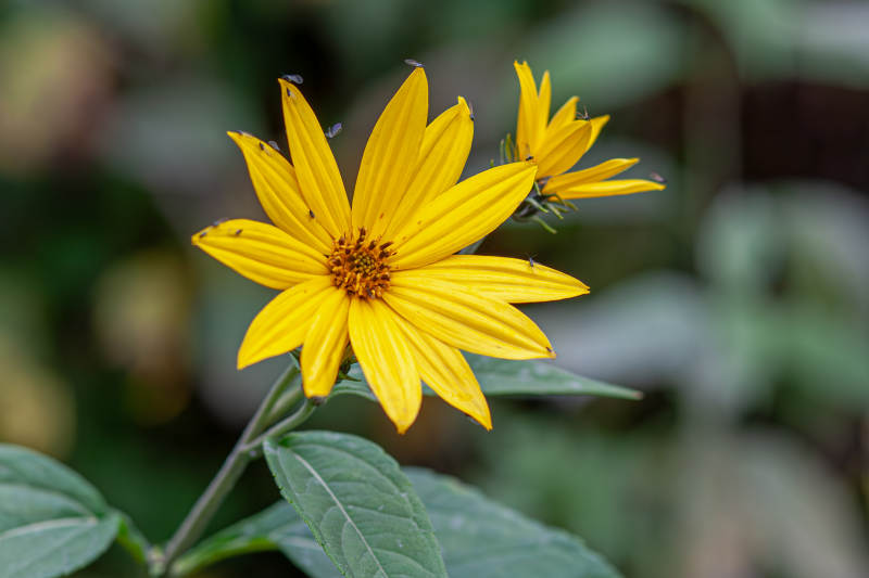 明亮的黄色花朵特写图片