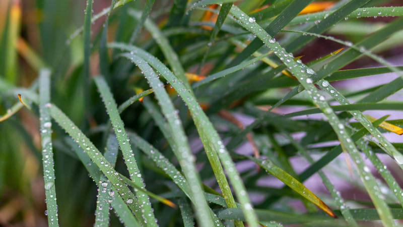 晨露滴翠叶图片
