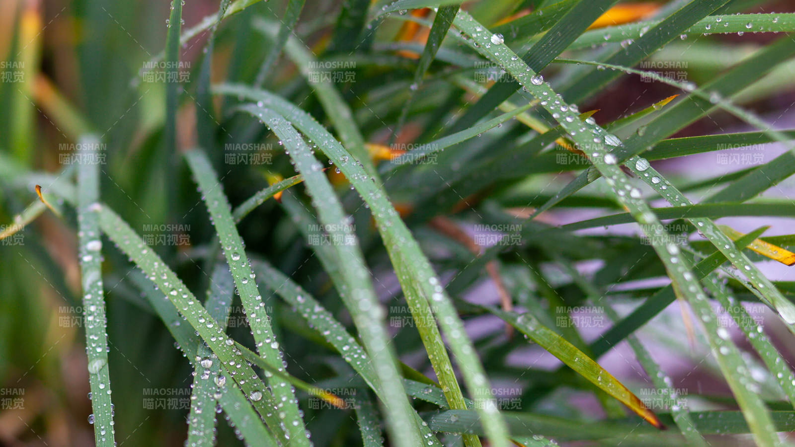 晨露滴翠叶图片