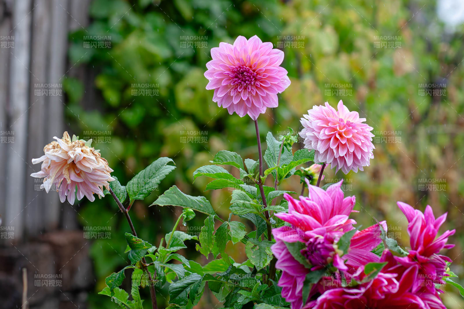 粉色大丽花绽放花园中图片