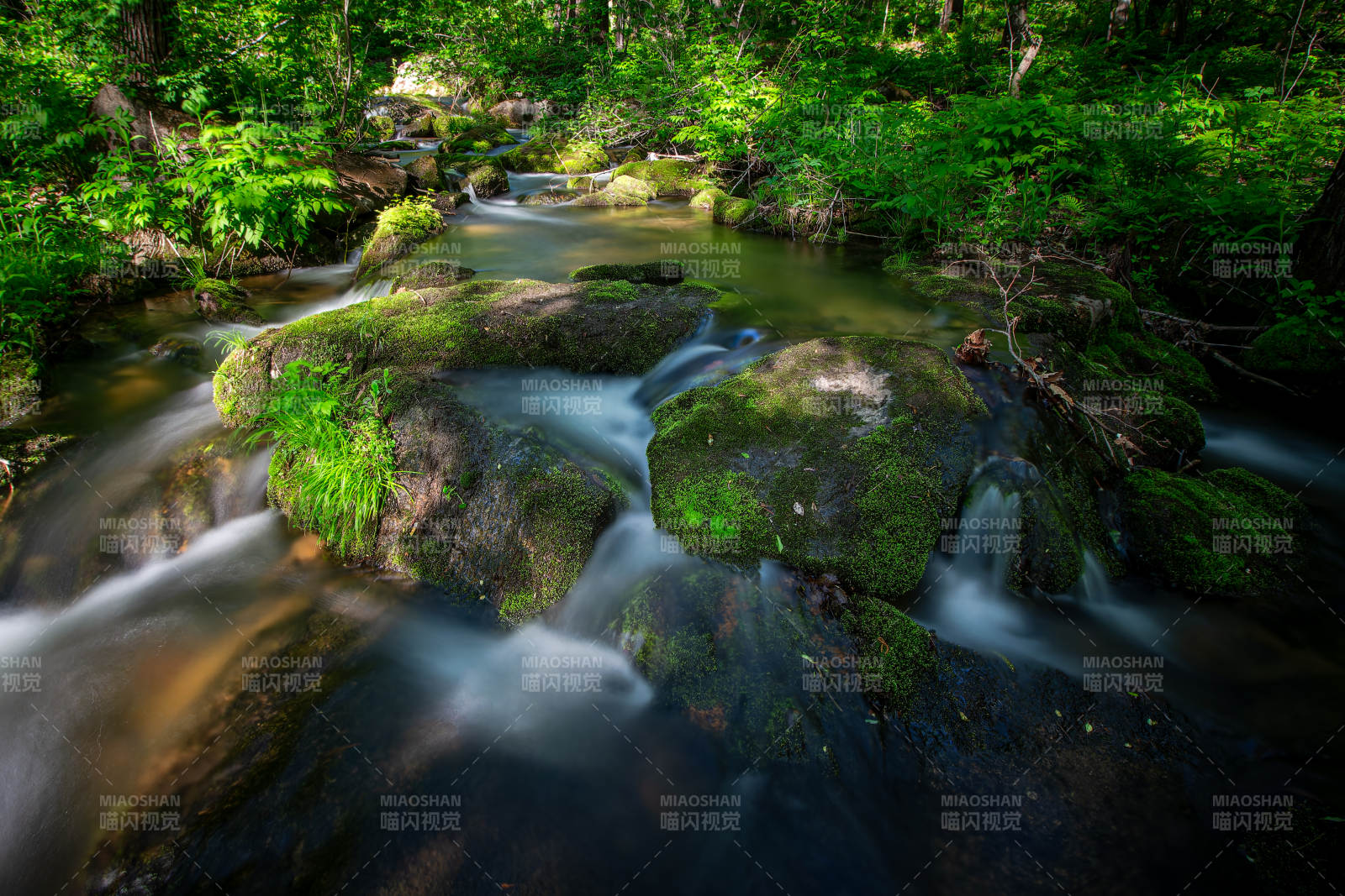 森林溪流 绿意盎然图片