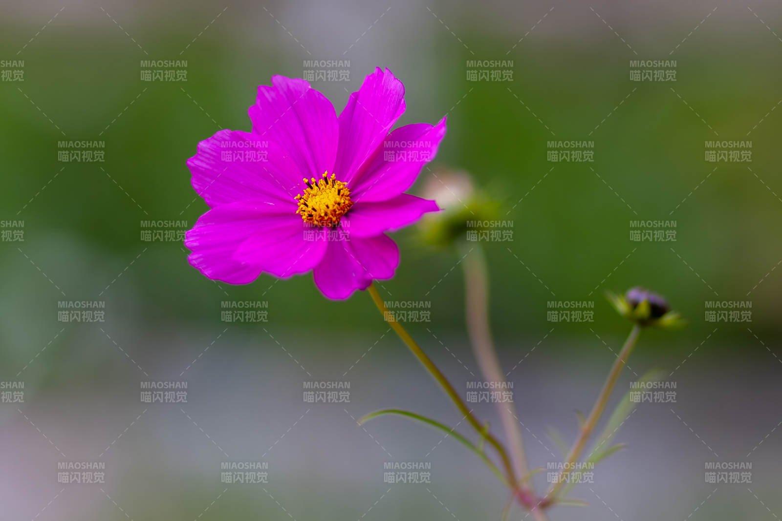 粉红花朵在风中绽放图片