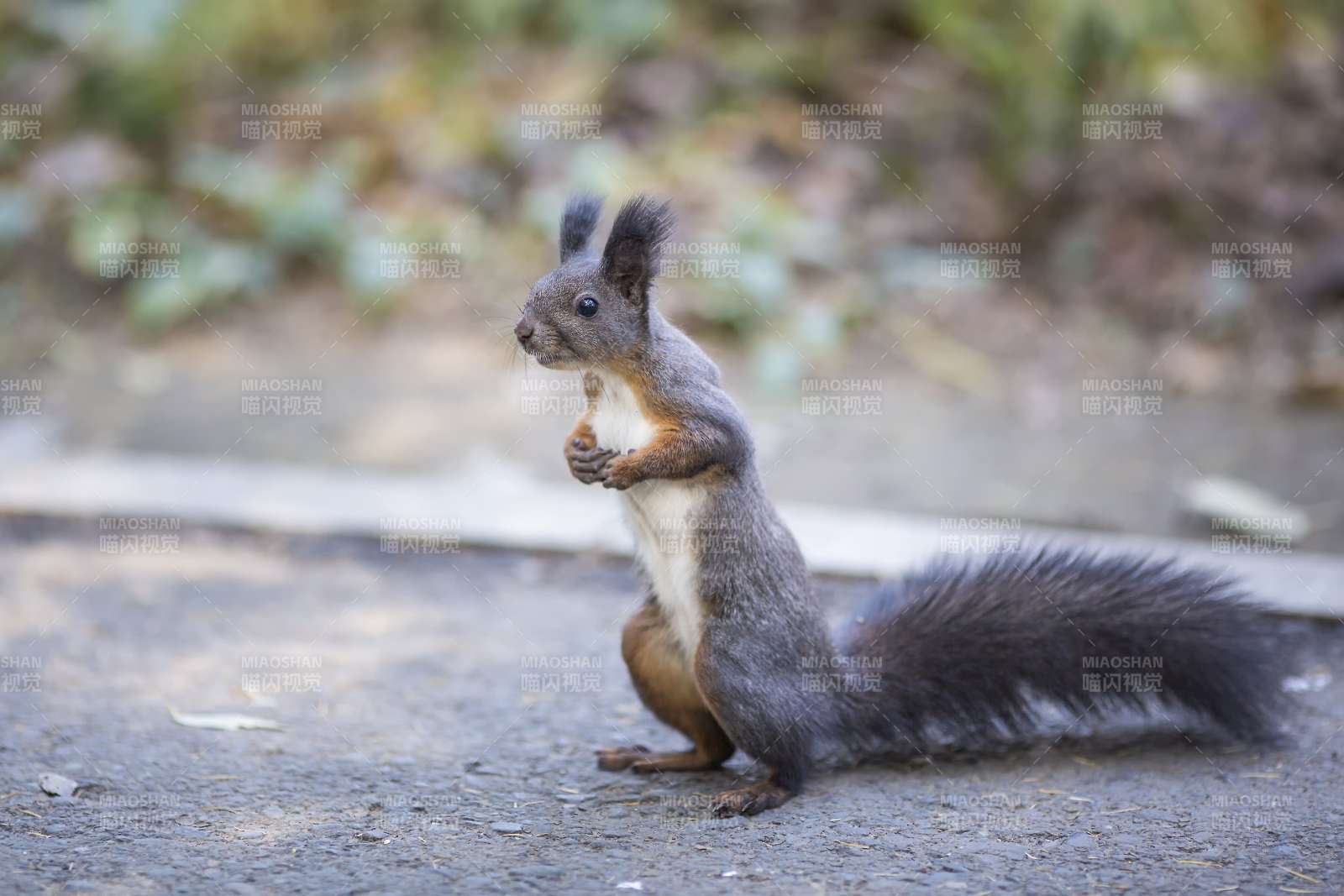 松鼠啃食坚果的瞬间图片