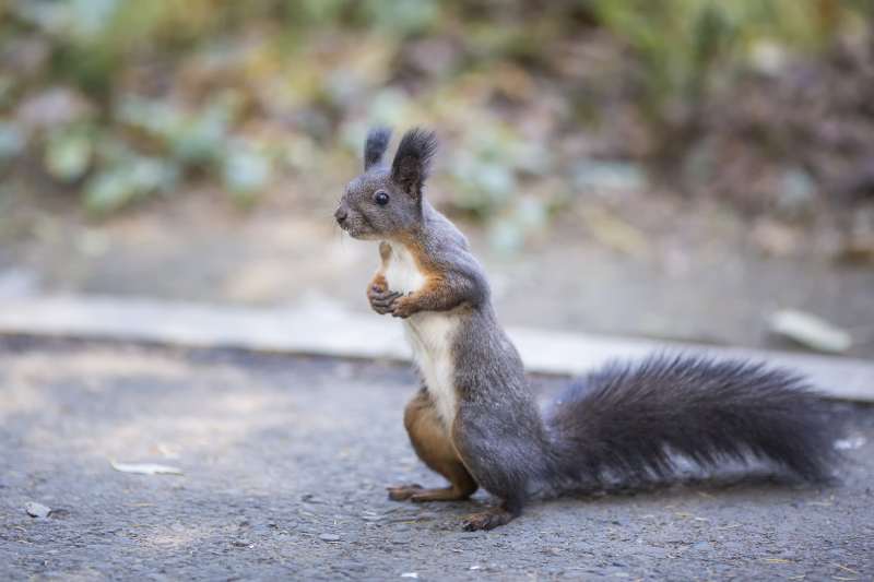 松鼠啃食坚果的瞬间图片