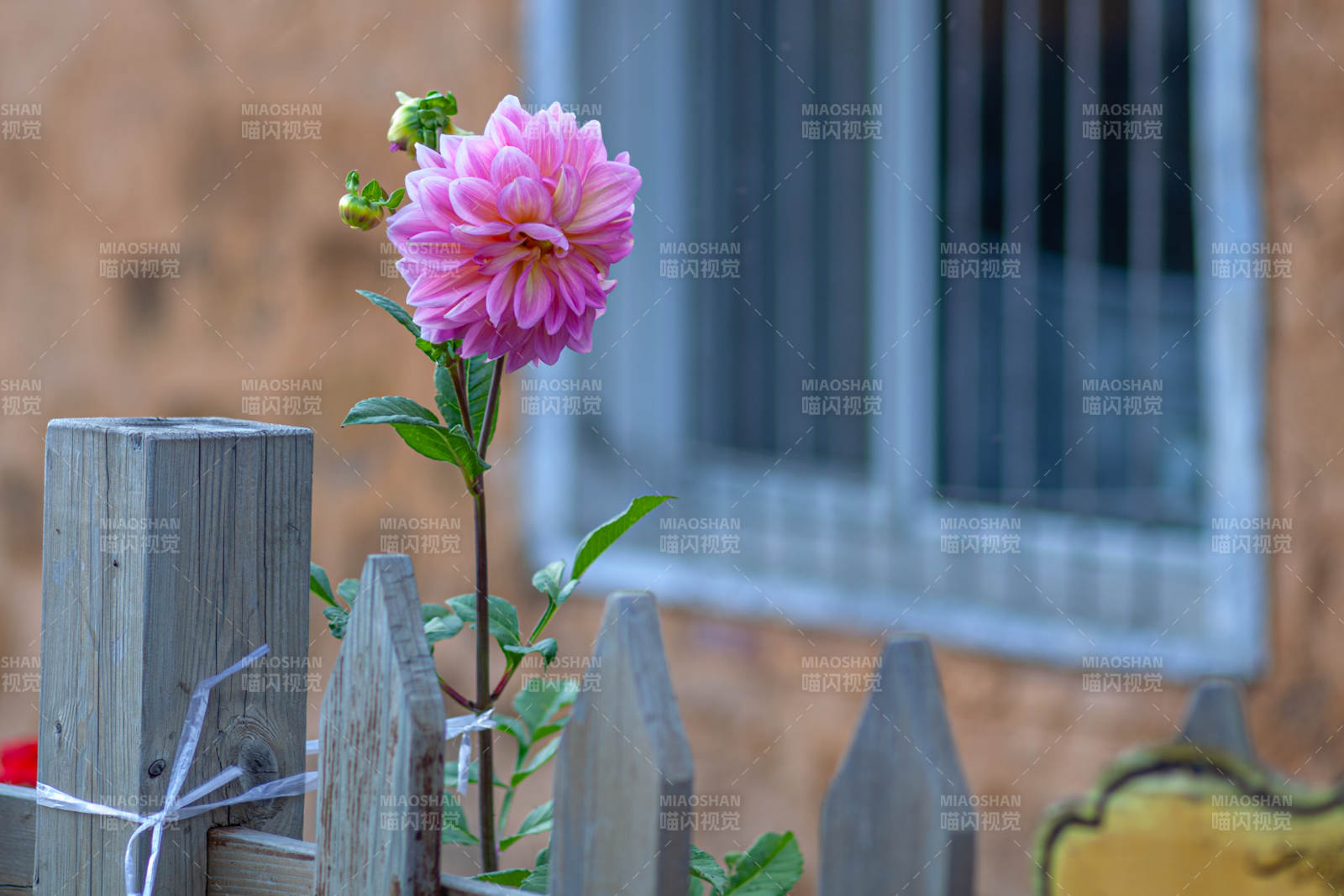 粉色花朵与木栅栏相伴图片