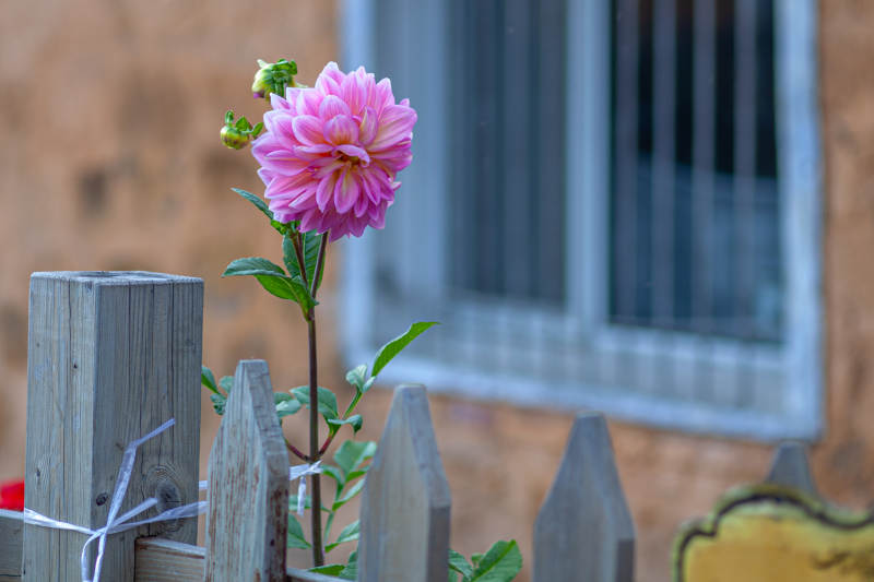 粉色花朵与木栅栏相伴图片