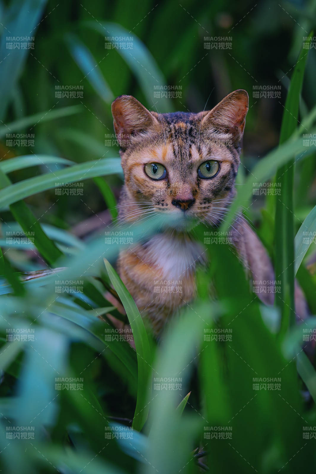 草丛中的猫咪图片