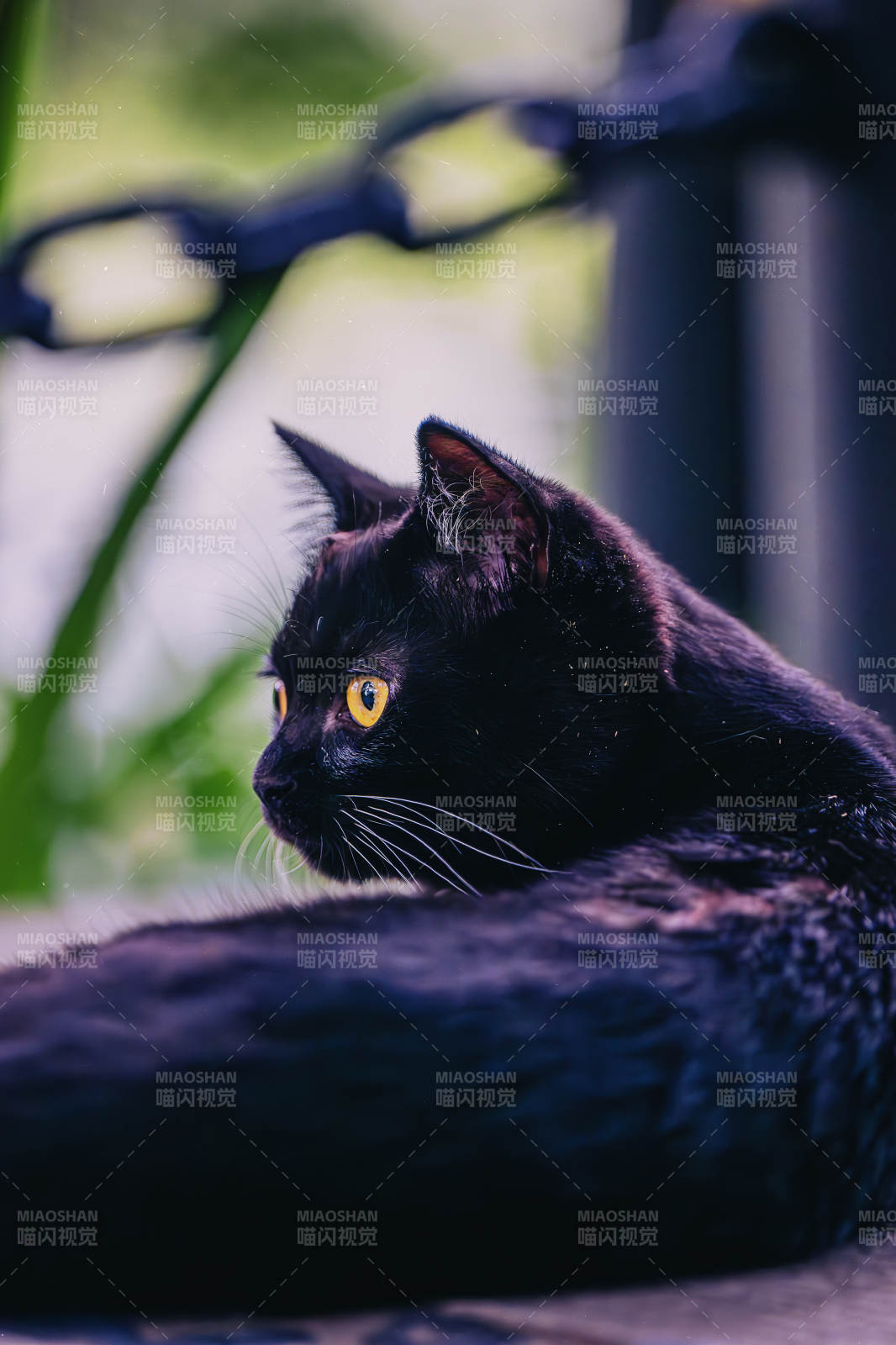 黑猫凝视 神秘而优雅图片