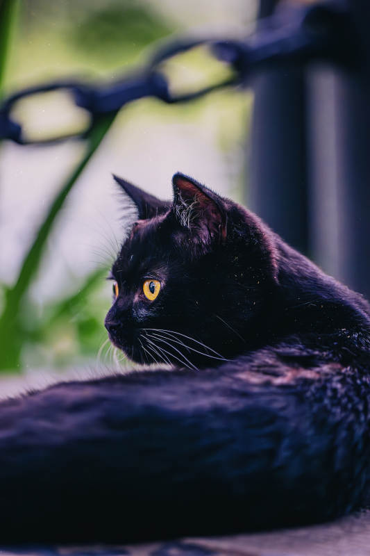 黑猫凝视 神秘而优雅图片