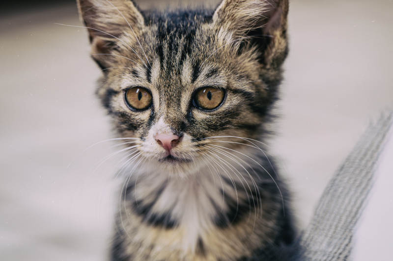 可爱小猫的温柔眼神图片