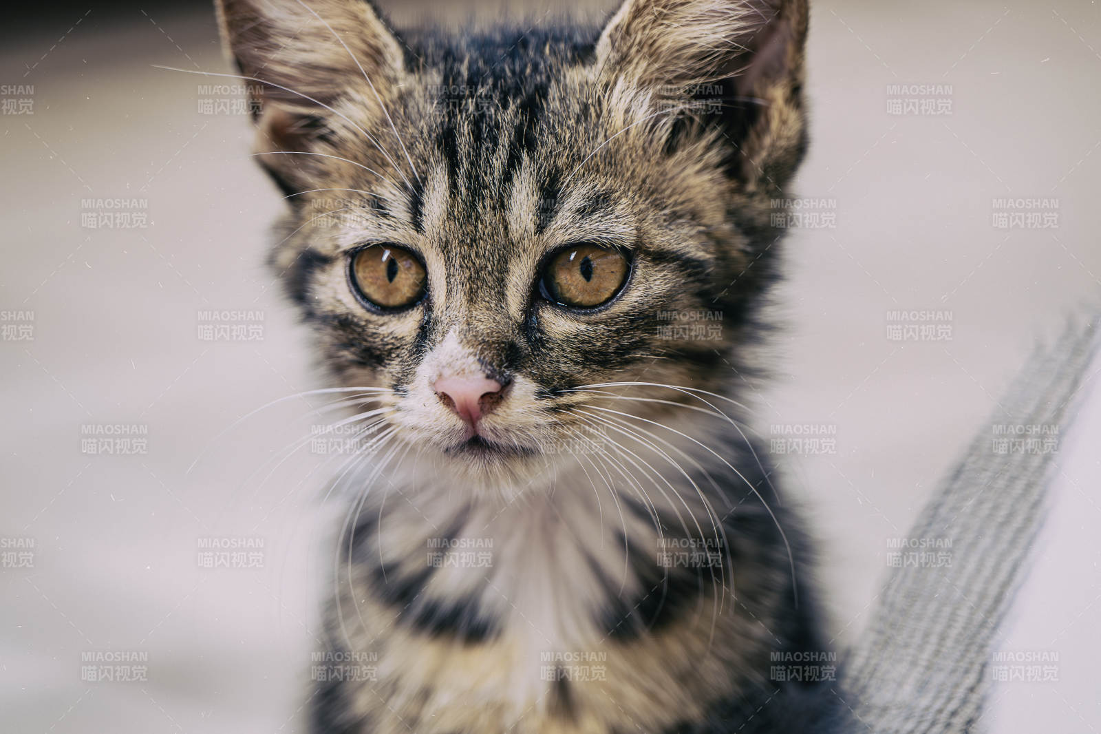 可爱小猫的温柔眼神图片