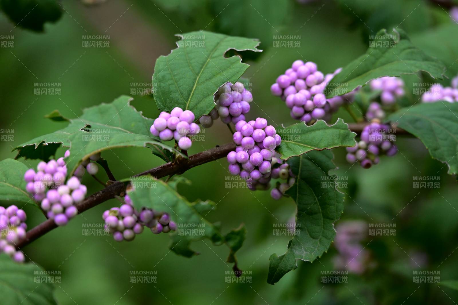 紫珠与绿叶相映成趣图片