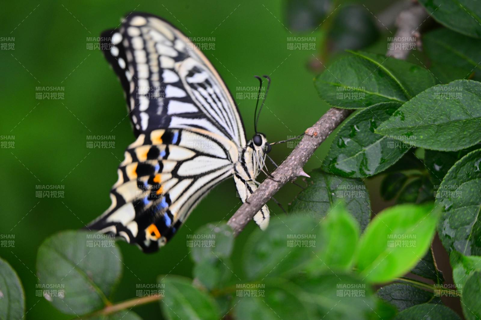 蝴蝶栖息枝头绿叶间图片