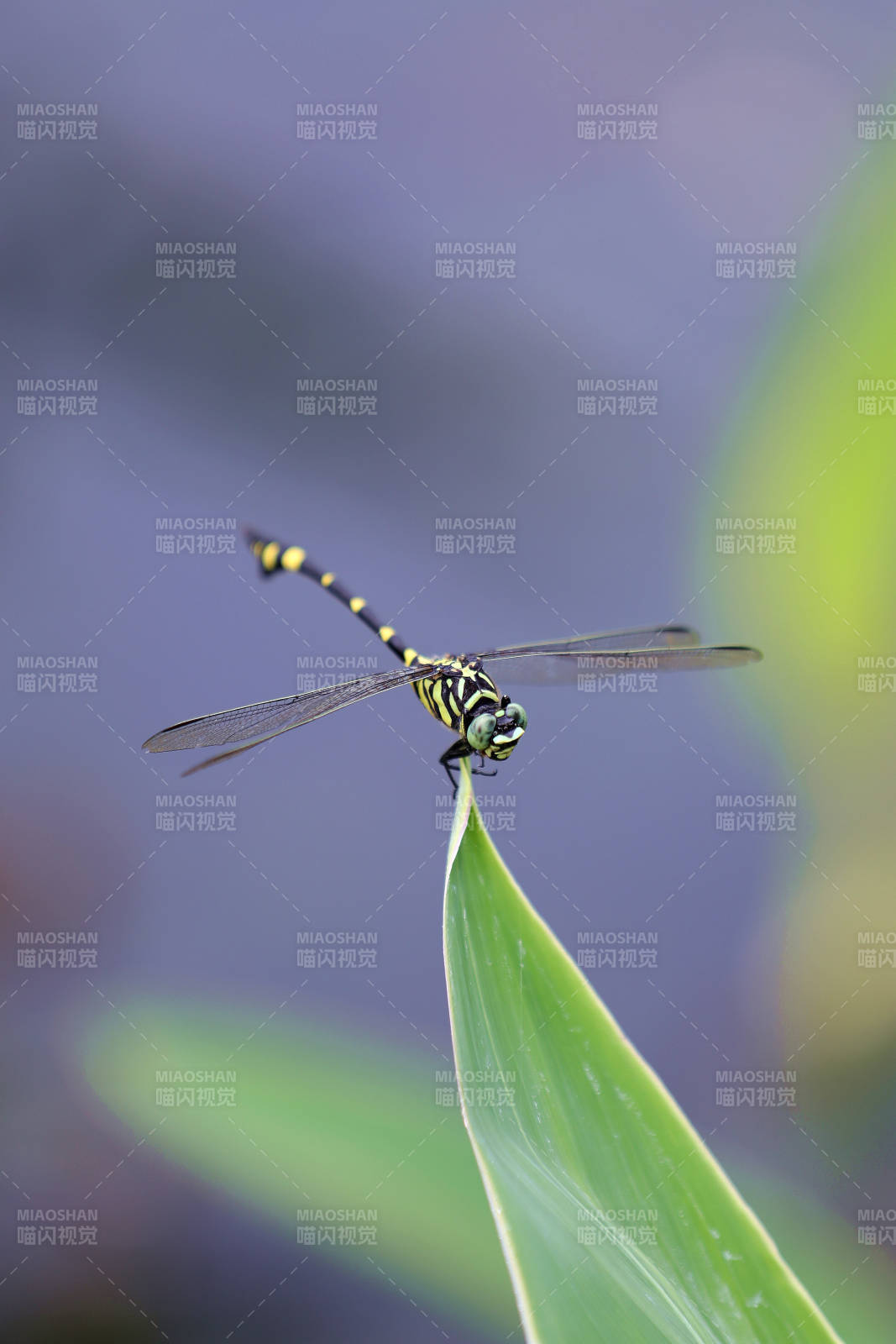 蜻蜓停驻绿叶尖图片