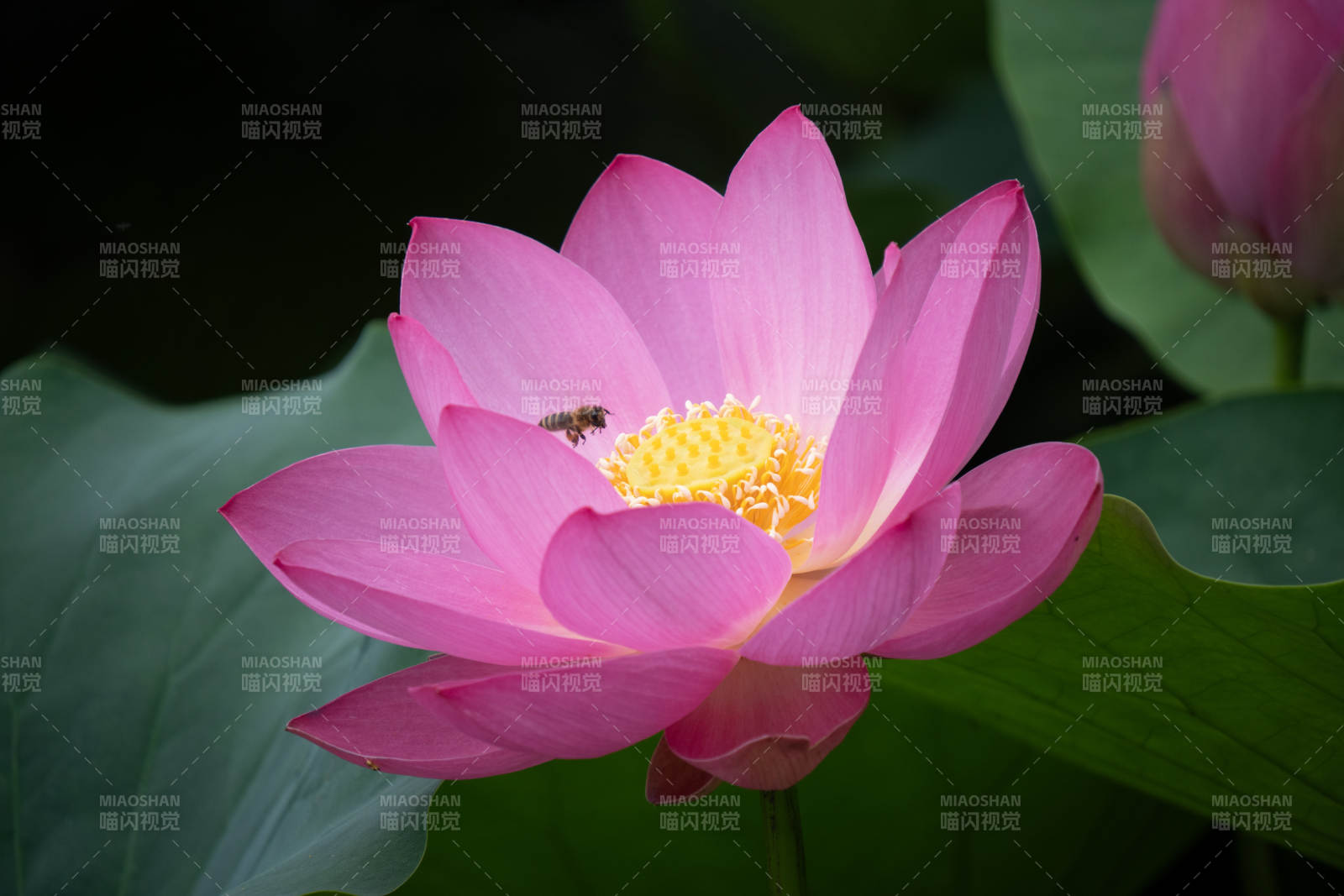 粉莲绽放 蜜蜂采蜜图片