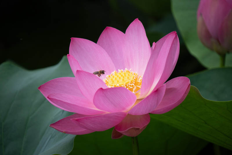 粉莲绽放 蜜蜂采蜜图片