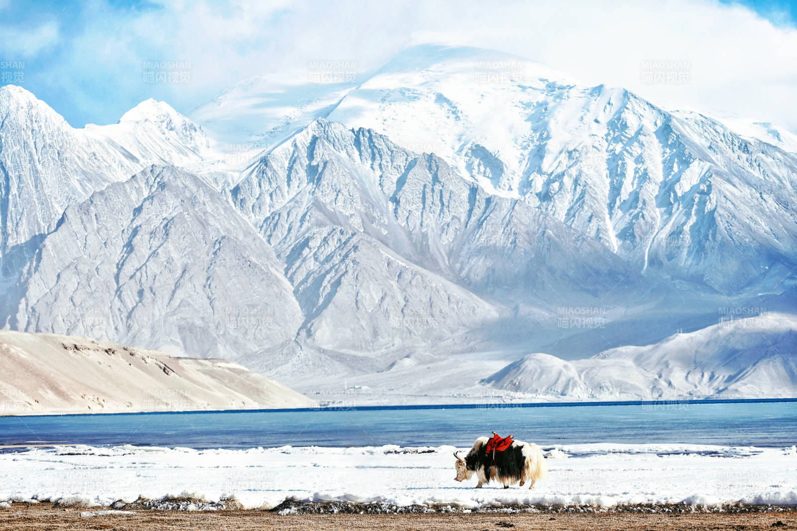 新疆白沙湖雪山下的牦牛图片