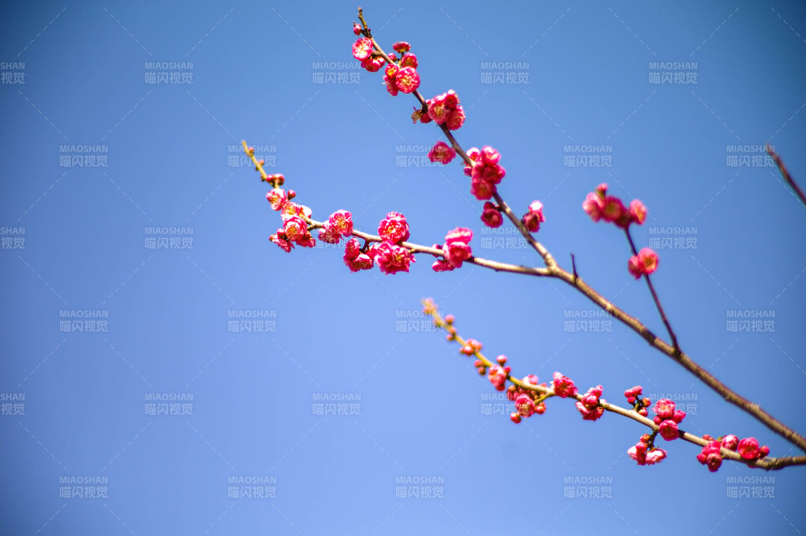 蓝天下的红梅绽放图片