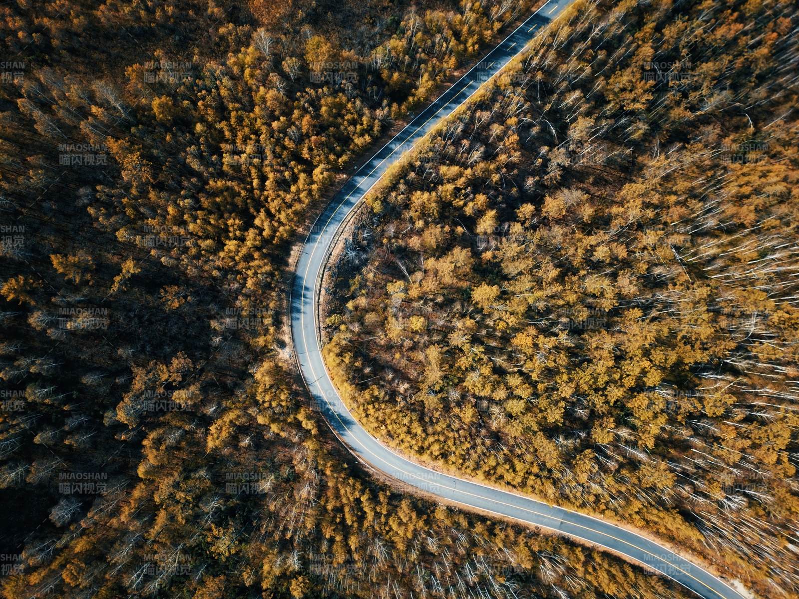 内蒙呼伦贝尔林间蜿蜒公路秋景图图片
