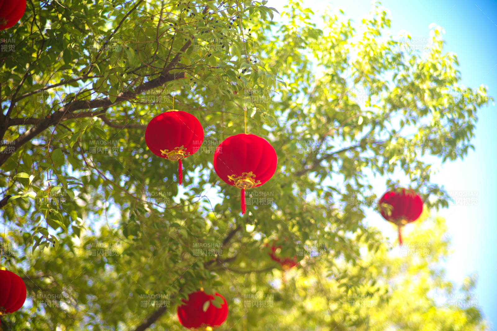 树间红灯笼 喜庆迎新春图片