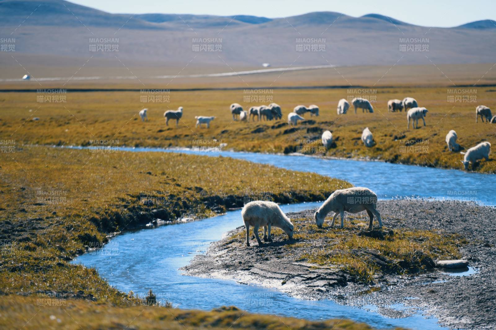 内蒙草原溪边羊群悠闲图片