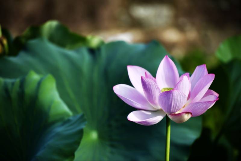 莲花绽放 绿叶相伴图片