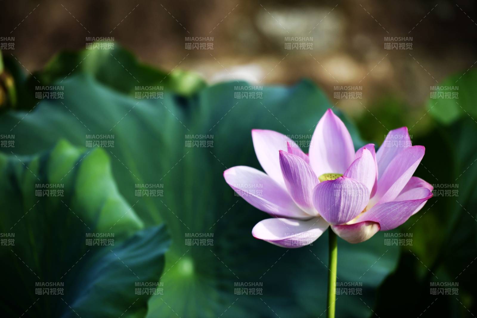 莲花绽放 绿叶相伴图片